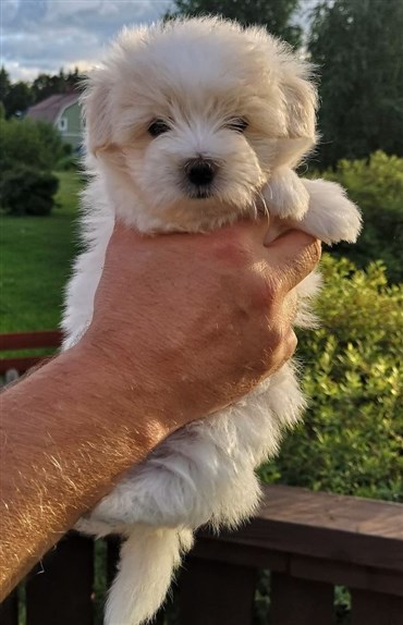 Cotontrez Khal Drogo