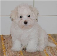 Cleo som valp