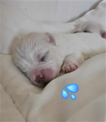 Cotontrez Lucky Luke