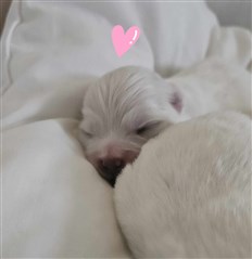 Cotentrez Little Tinder