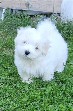 Cotentrez Little Tinder