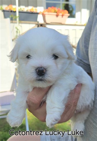 Cotontrez Lucky Luke