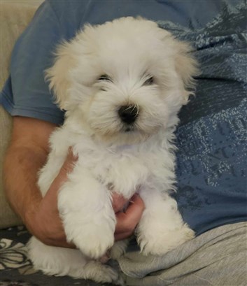 Cotontrez Lucky Luke