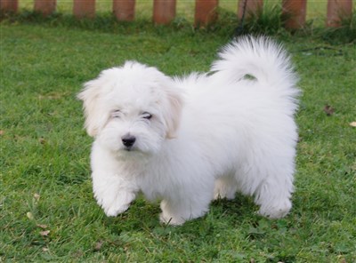 Cotontrez Alfa Romeo