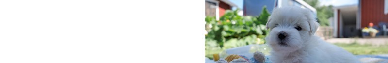 CotonTreZ - Coton de Tuléar