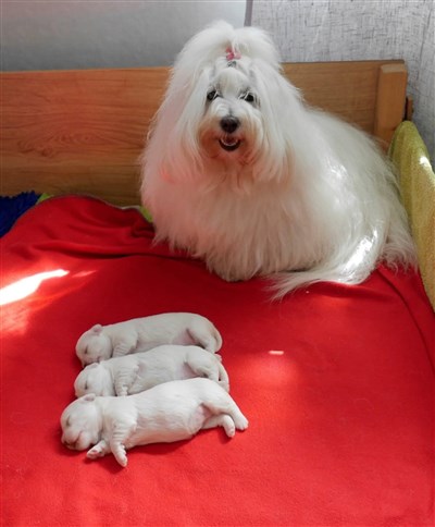 Cleo f&ouml;rsta kull